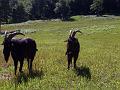 la ferme de cabrials (13)